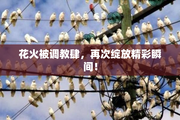 花火被调教肆，再次绽放精彩瞬间！