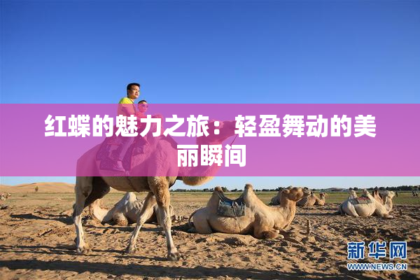 红蝶的魅力之旅：轻盈舞动的美丽瞬间
