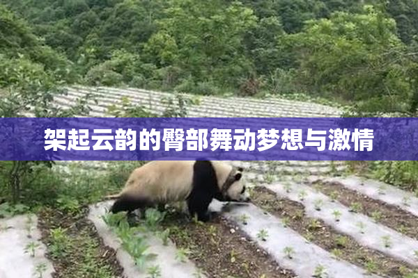 架起云韵的臀部舞动梦想与激情