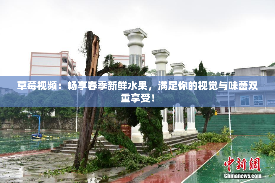草莓视频：畅享春季新鲜水果，满足你的视觉与味蕾双重享受！