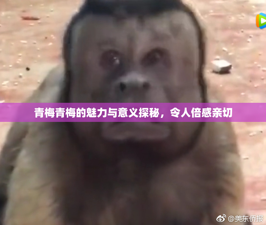 青梅青梅的魅力与意义探秘，令人倍感亲切