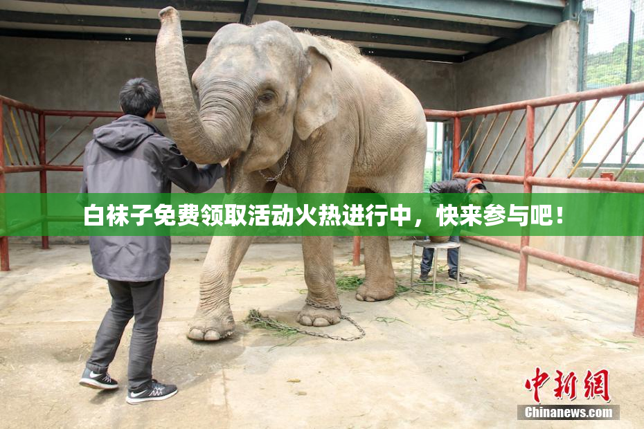 白袜子免费领取活动火热进行中，快来参与吧！