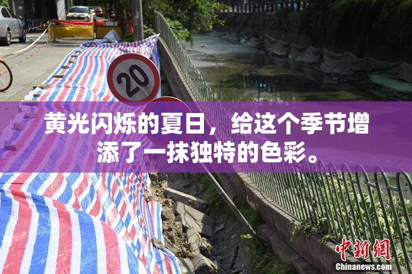 黄光闪烁的夏日，给这个季节增添了一抹独特的色彩。