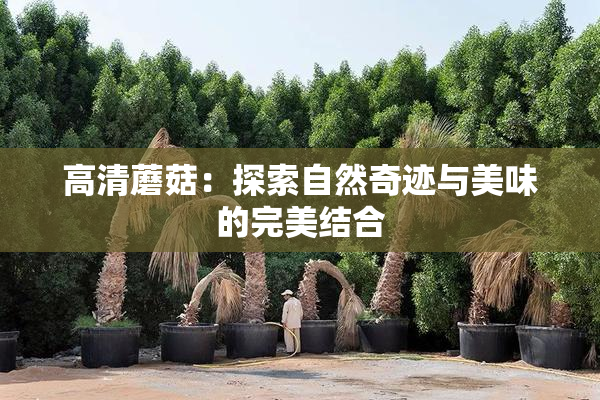 高清蘑菇：探索自然奇迹与美味的完美结合