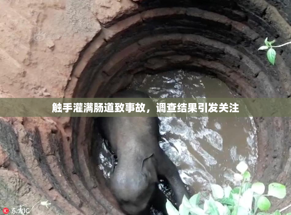 触手灌满肠道致事故，调查结果引发关注