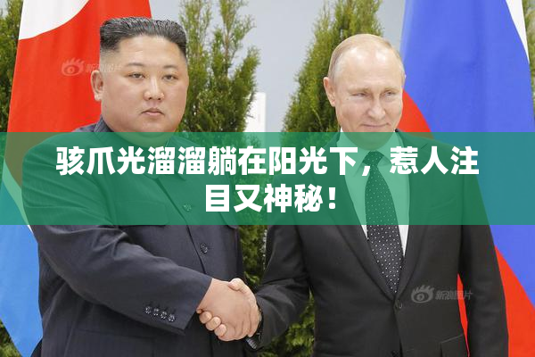 骇爪光溜溜躺在阳光下，惹人注目又神秘！