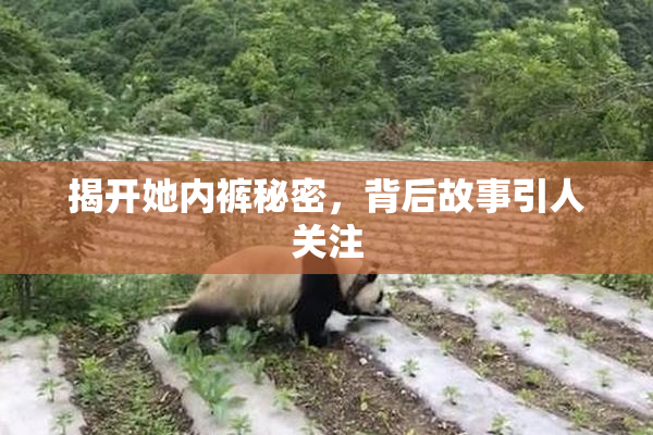 揭开她内裤秘密，背后故事引人关注
