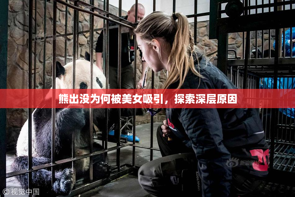 熊出没为何被美女吸引，探索深层原因