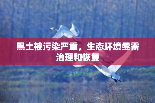 黑土被污染严重，生态环境亟需治理和恢复
