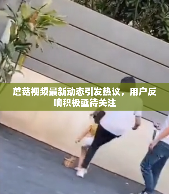 蘑菇视频最新动态引发热议，用户反响积极亟待关注
