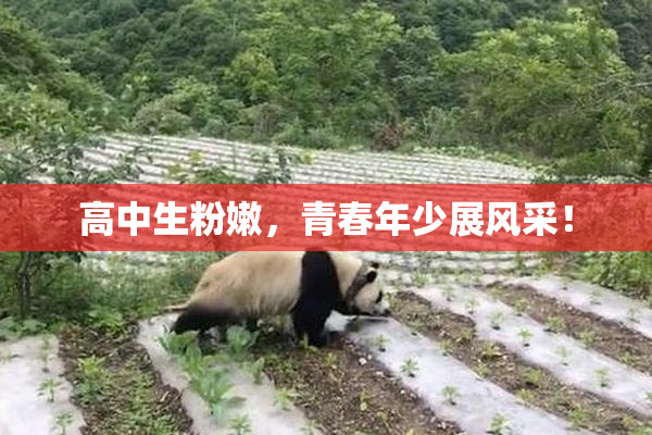 高中生粉嫩，青春年少展风采！