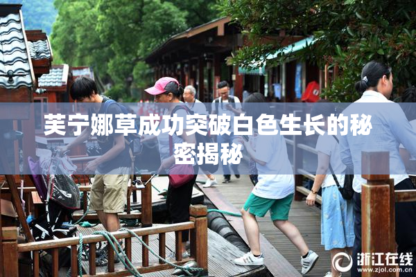 芙宁娜草成功突破白色生长的秘密揭秘