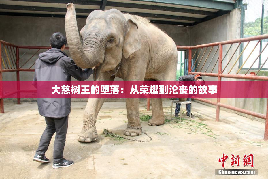 大慈树王的堕落：从荣耀到沦丧的故事