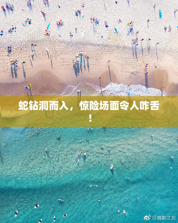 蛇钻洞而入，惊险场面令人咋舌！