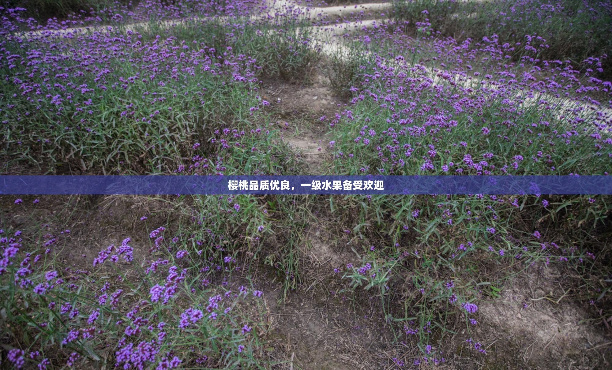 樱桃品质优良，一级水果备受欢迎