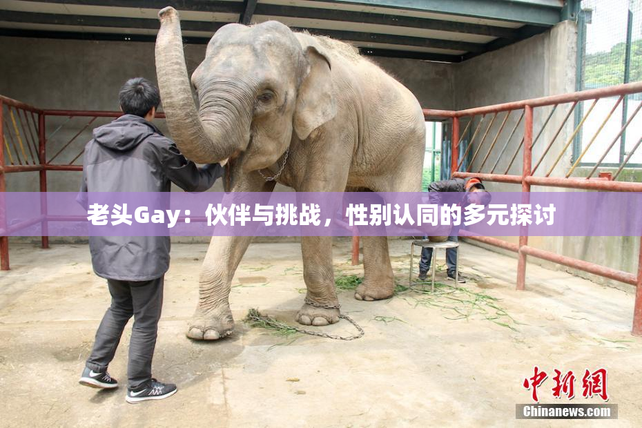 老头Gay：伙伴与挑战，性别认同的多元探讨