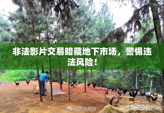 非法影片交易暗藏地下市场，警惕违法风险！