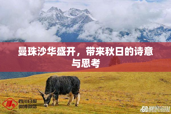 曼珠沙华盛开，带来秋日的诗意与思考