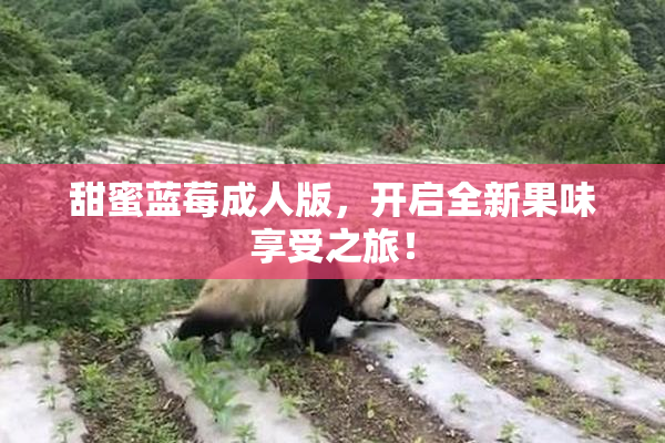 甜蜜蓝莓成人版，开启全新果味享受之旅！