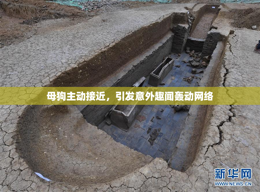 母狗主动接近，引发意外趣闻轰动网络