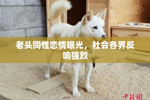 老头同性恋情曝光，社会各界反响强烈