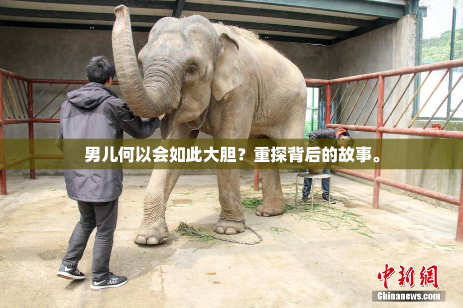 男儿何以会如此大胆？重探背后的故事。