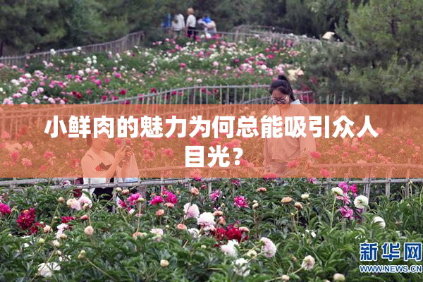 小鲜肉的魅力为何总能吸引众人目光？