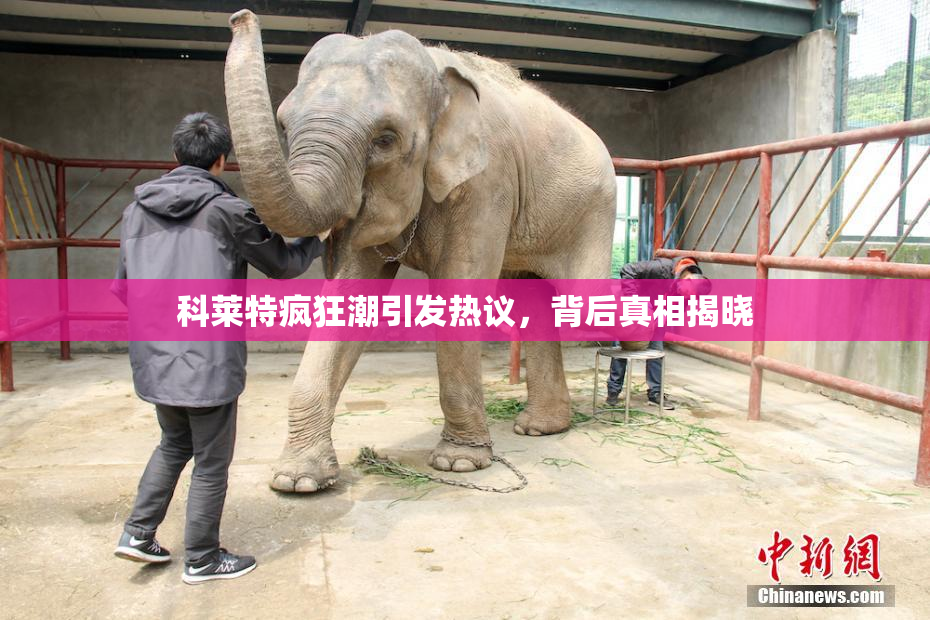 科莱特疯狂潮引发热议，背后真相揭晓